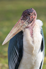 Marabou Stork - Leptoptilos crumeniferus