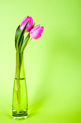 Tulpen in der Vase
