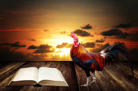 Wake Up In Morning With Rooster Crows For Read