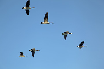 Nonnengans,Branta leucopsis