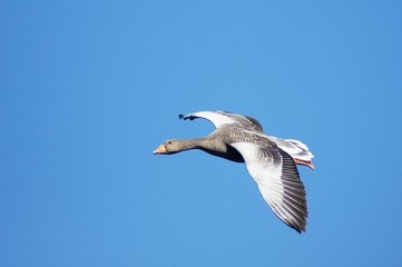 Greylag Goose