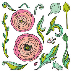 Ranunculus-rose flowers  vector set