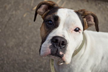 boxer portrait