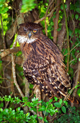 Brown fishing owl, Yala West National Park, Sri Lanka