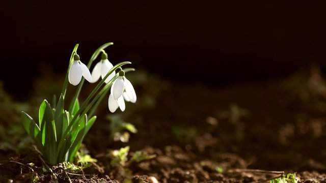 Snowdrop spring dark background