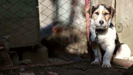 Dog sunbathing at dog shelter