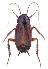 Oriental Cockroach (Blatta orientalis) isolated on white - obrazy, fototapety, plakaty