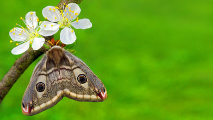 Obraz premium Card with spring flowers and butterfly - space to add wishes