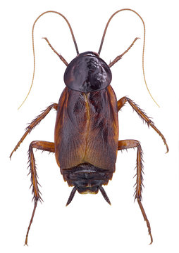 Oriental Cockroach (Blatta orientalis) isolated on white