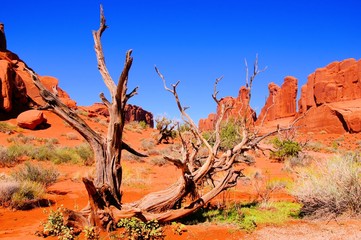Arches National Park, USA, view of Park Avenue with dead wood