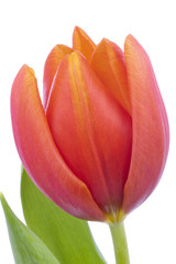 Red Tulip isolated in white - 61687673