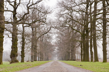Alley of old historic trees in winter
