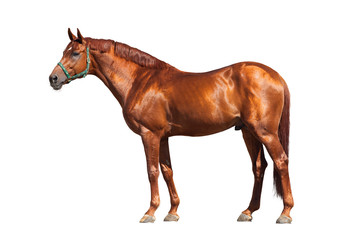 Obraz premium Kasztanowy koń na białym tle