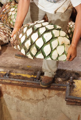 Agave tequila production