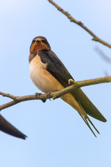 bird