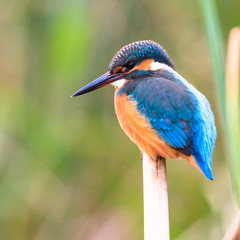 bird