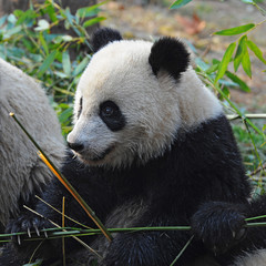 Fototapeta premium Panda bear