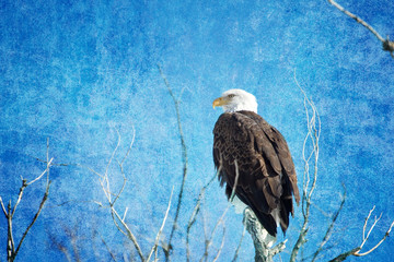 Fototapeta premium Bald Eagle Blues