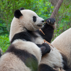 Hungry giant panda eating bamboo together with other pandas
