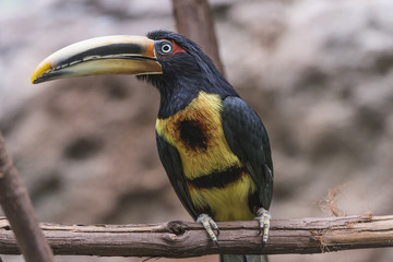 Crested Aracari