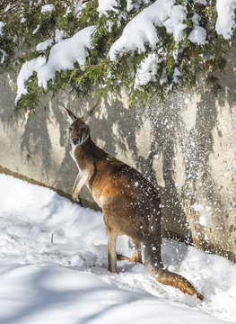 Kangaroo Playing In The Snow