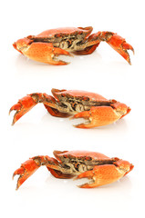 boiled crabs