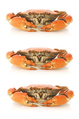 boiled crabs