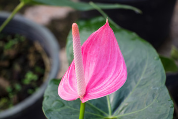 flamingo lily