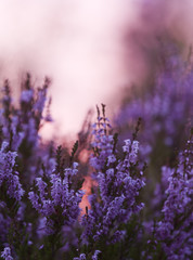 Fototapeta premium Blooming heather in the setting sun