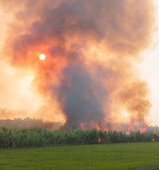 Obraz premium Fire and smoke in paddy