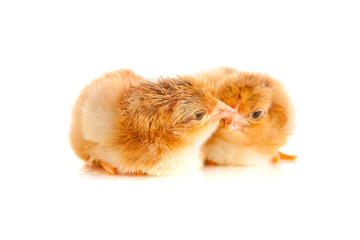 Obraz premium little chicken, isolated