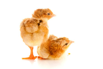 little chicken, isolated