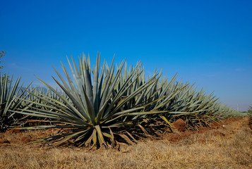 Naklejka na ściany i meble Meksyk Tequila Krajobrazowy