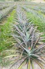 Fototapeta premium Rows of pineapple fruit (ananas comosus)