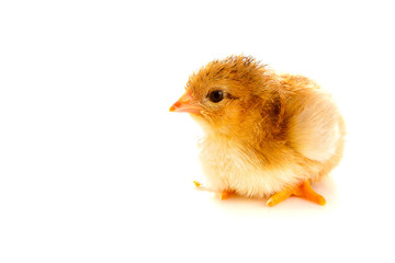 little chicken, isolated