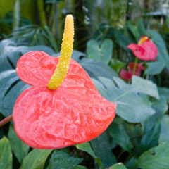 Red Anthurium