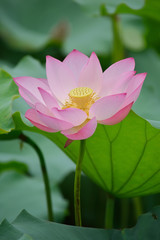 Obraz premium blooming lotus flower