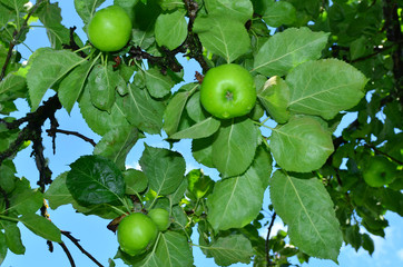 Green apples