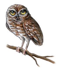 Baby Owl
