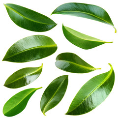 Collage of beautiful green leaves isolated on white