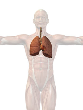 Human anatomy body organs