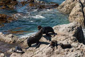 New Zealand Fur Seal colony