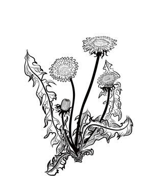 recommend clip art: Dandelion