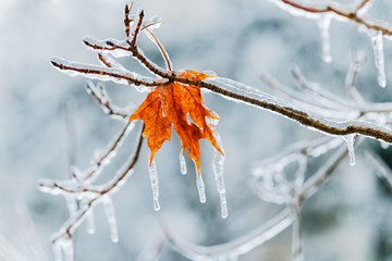 a single leaf on an icy day in winter - 61694429