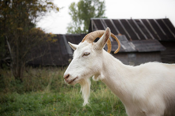 Adult white goat village with large horns.