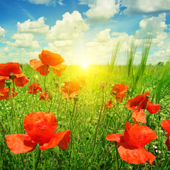 poppies field in rays sun