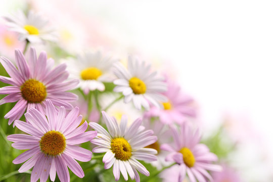 Fototapeta Daisy flower