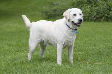 Rudy the Yellow lab puppy wet