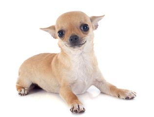 Obraz premium puppy chihuahua