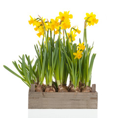 Obraz premium Crate yellow daffodils
